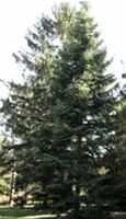 nordman fir abies
                  nordmanii seeds seedling tree