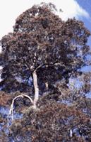 Blackwood acacia melanoxylon seeds seedling tree