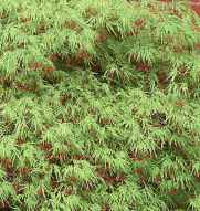japanese laceleaf maple acer palmatum dissectum seeds seedling tree
