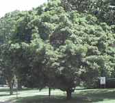 shantung maple acer truncatum seeds seedling tree