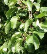 hardy kiwi actinidia arguta seeds seedling tree vine