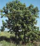 ohio buckeye aesculus glabra seeds seedling tree