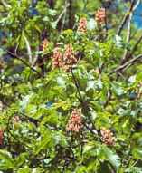red buckeye aesculus pavia seeds seedling tree
