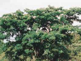 southern mimosa albizia julibrissin seeds seedling tree