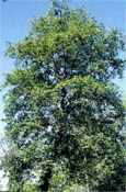 italian alder alnus cordata seed seedling tree