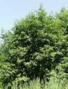 grey alder alnus incana seeds seedling tree