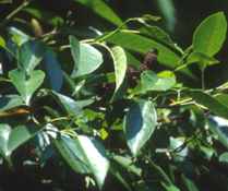 japanese alder alnus japonica seeds seedling tree
