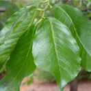 Nepalese alder alnus nepalensis seed seedling tree