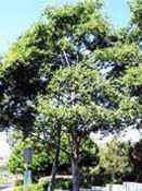 white alder alnus rhombifolia seeds seedling tree