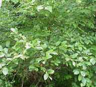 speckled alder alnus serrulata rugosa seeds seedling tree