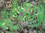 indigo bush amorpha fruitcosa seed seedling tree