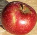 baldwin apple fruit tree seed seedling