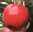 buckeye gala apple fruit tree seed seedling