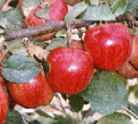 cameo apple fruit tree seed seedling