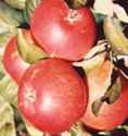 cox orange pippin apple tree fruit seed seedling