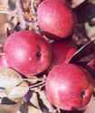 empire apple fruit tree seed seedling