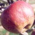 gravenstein apple tree fruit seed seedling