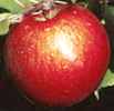 haralson apple tree fruit seed seedling