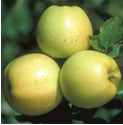 honeygold apple fruit tree seed seedling