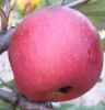 Magnum bonum apple fruit tree seed seedling