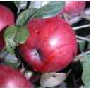 northern spy apple fruit tree seed seedling
