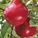 royal court apple tree fruit seed seedling