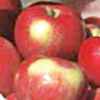 state fair apple tree fruit seed seedling