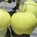 yellow transparent apple tree fruit seed seedling