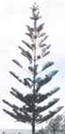 norfolk island pine araucaria excelsa tree seed seedling