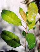 betula alnoides alder leaf birch tree