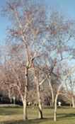 betula davurica dahurian birch tree