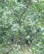betula glandulosa bog birch dwarf tree