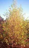 betula nigra heritage birch tree