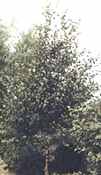 betula maximowieziana monarch birch tree