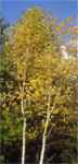 betula papyrifera paper birch tree