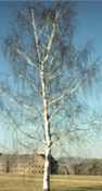 betula pendula european birch tree