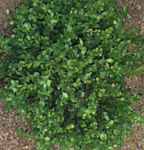 buxus microphylla koreana korean boxwood shrub seed seedling