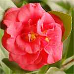 camellia japonica japanese camellia shrub seed
