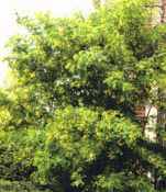caragana arborescens siberian pea shrub seed