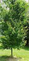 carpinus carolinia american hornbeam tree seed