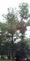 carya ovata shagbark hickory tree seed
