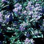 caryopteris clandonensis longwood blue shrub plant