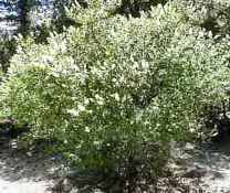 ceanothus integerrimus california lilac shrub seed