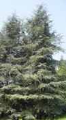 cedrus atlantica glauca atlantic cedar tree seed