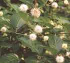 cephalanthus occidentalis buttonbush shrub seed