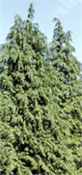 chamaecyparis lawsoniana lawson false cypress tree seed