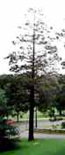 chamaecyparis pisifera sawara cypress tree seed
