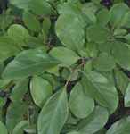 chionanthus retusus chinese fringe tree seed