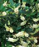 clethra alnifolia sumersweet shrub seed