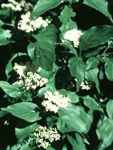 cornus amomum silky dogwood shrub seed